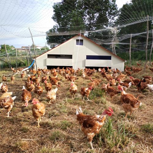 Poulets élevés en plein air sans OGM, alimentation céréales locales