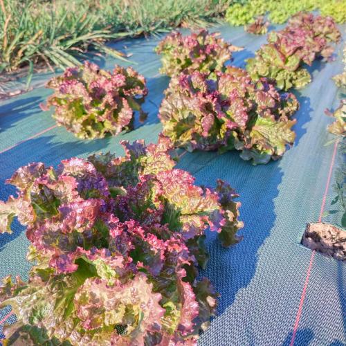 Légumes de saison sans traitement, en conversion Bio