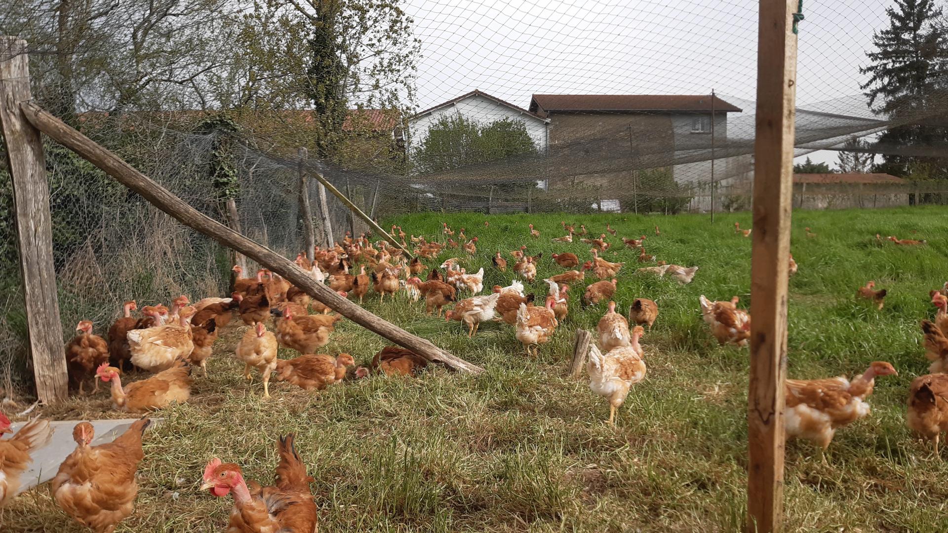 Espace des poulets