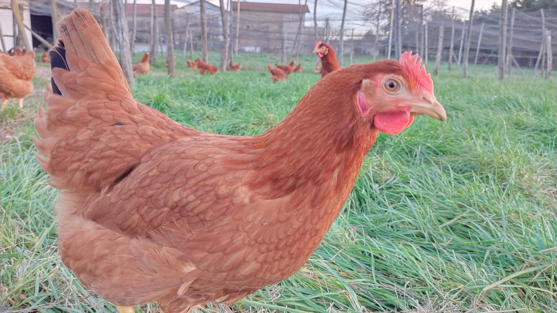 Poules pondeuses