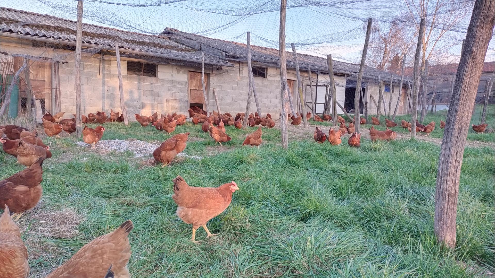 Espace poules pondeuses