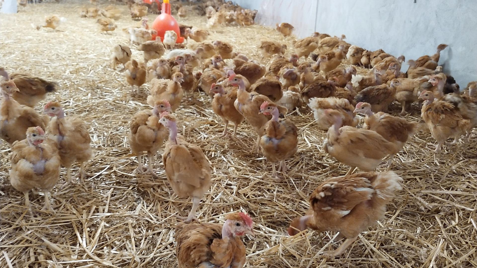 Bâtiment poulets