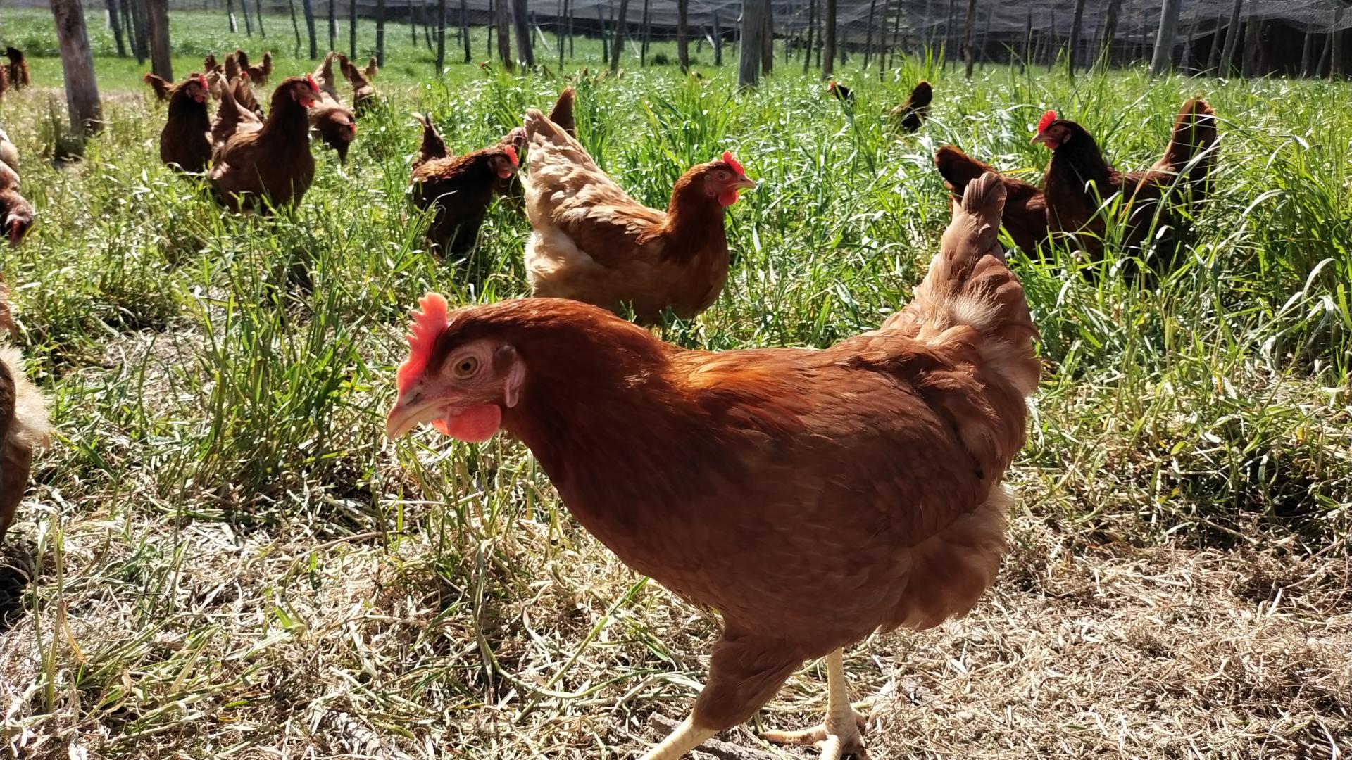 Espace poules pondeuses