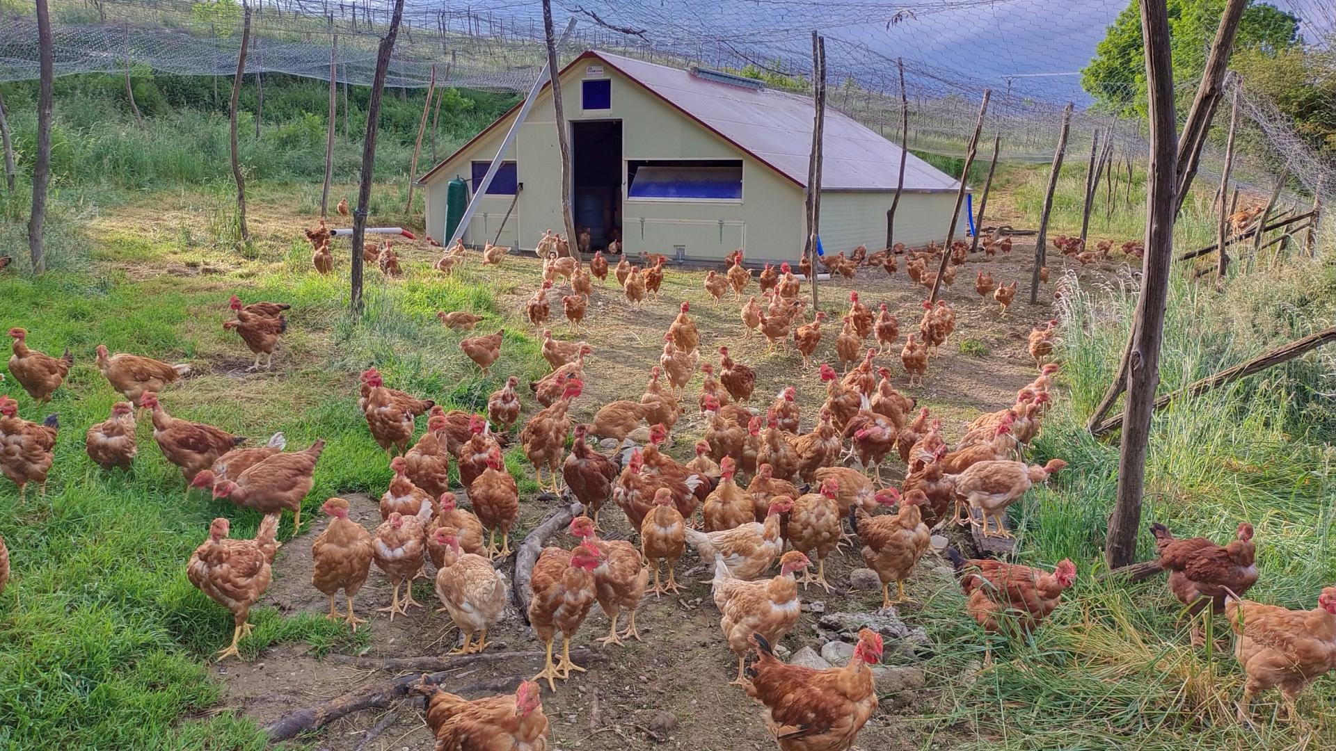 Espace des poulets