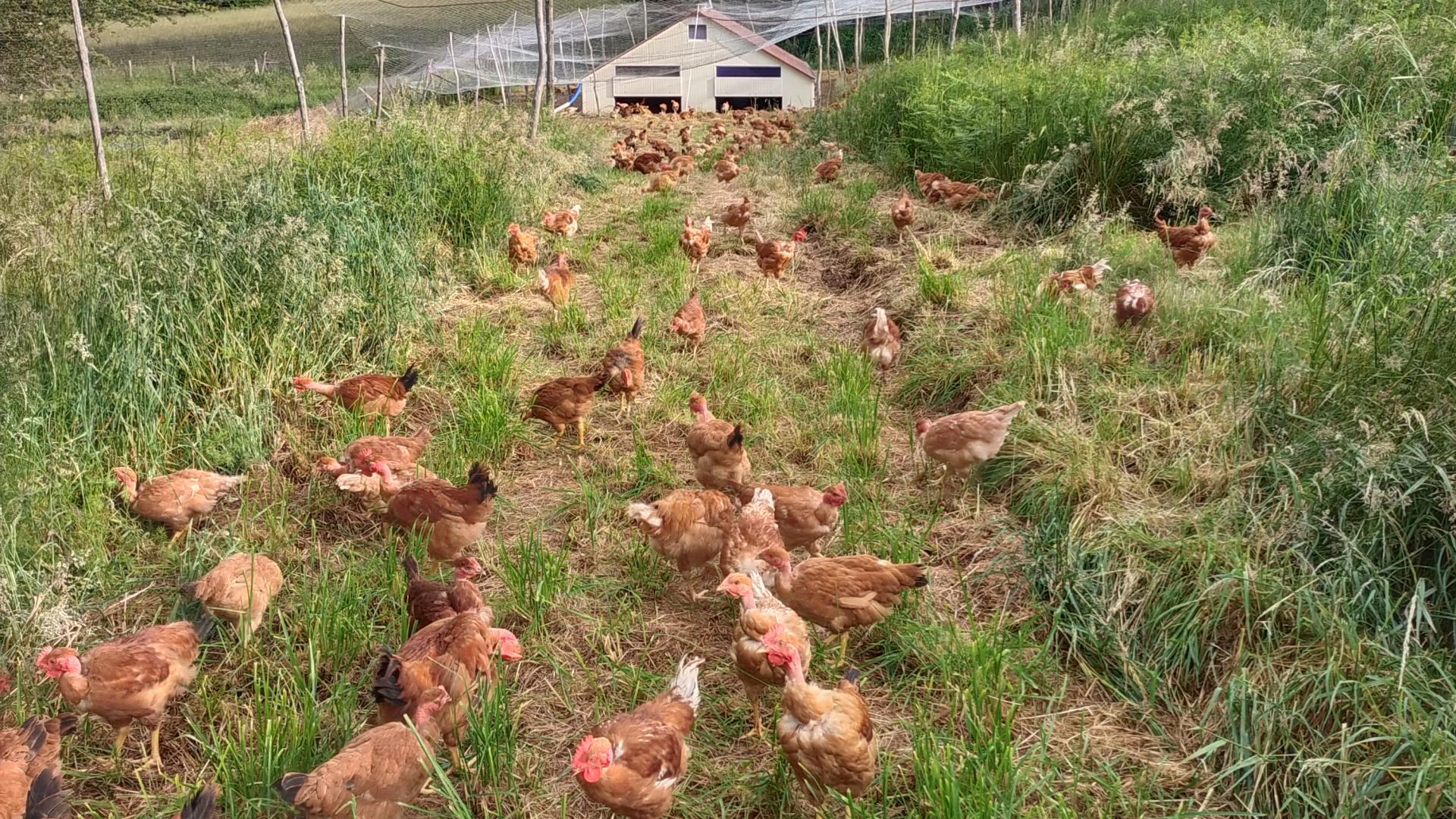 Espace des poulets