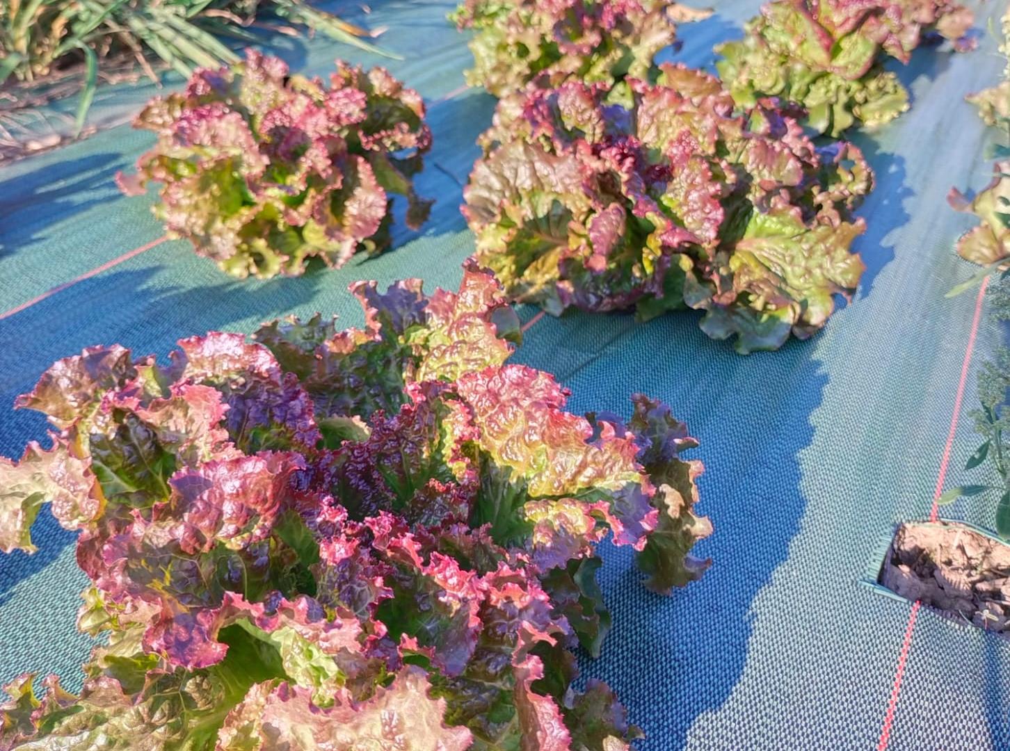 Maraichage - Salades