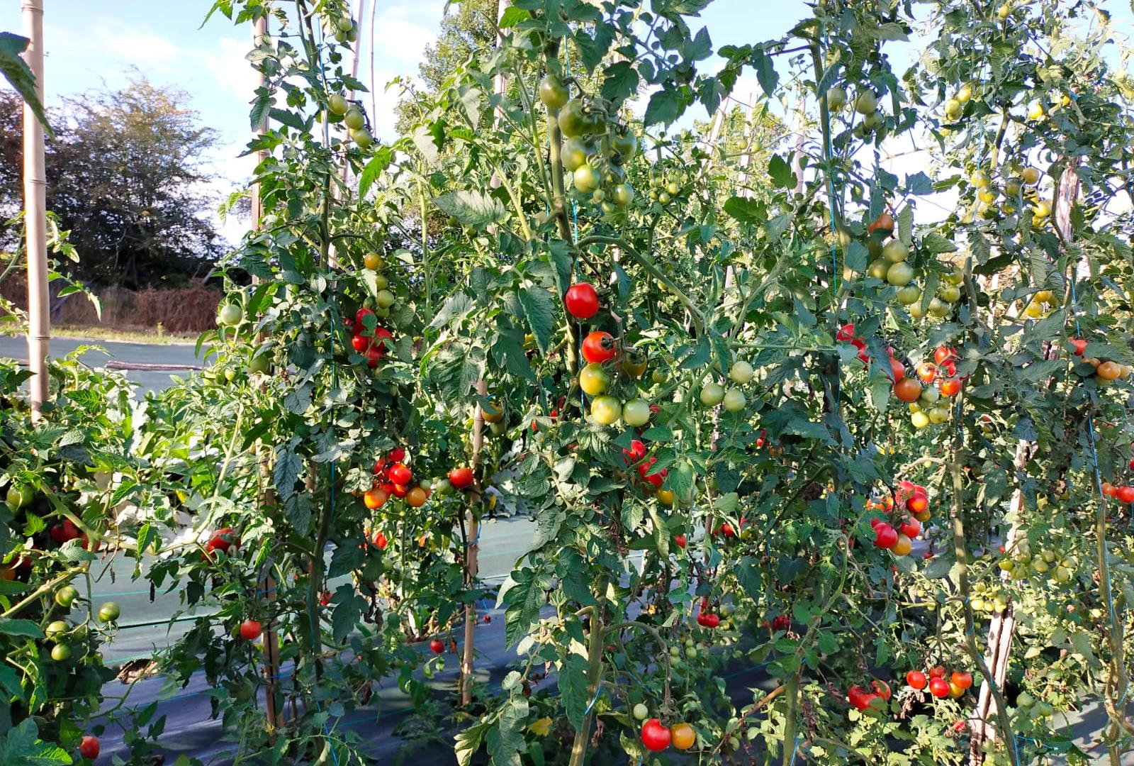 Maraichage - Tomates